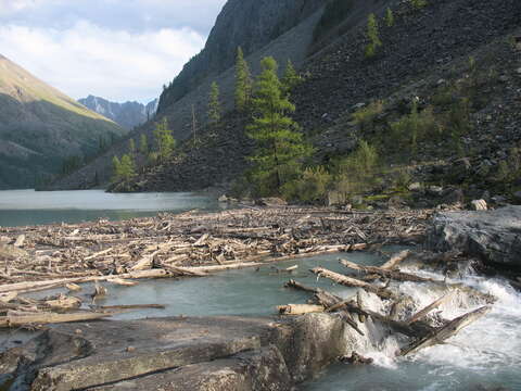 Image of Siberian Larch