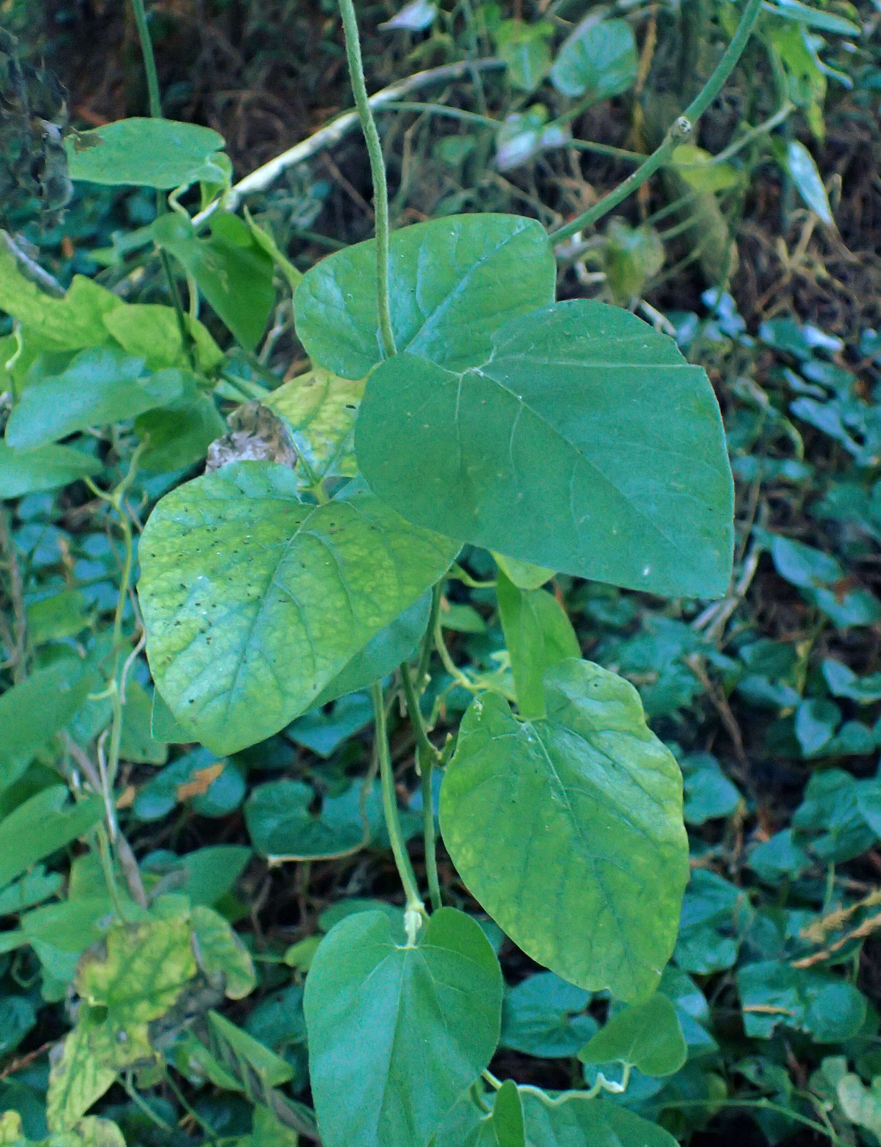 Image of California dutchman's pipe