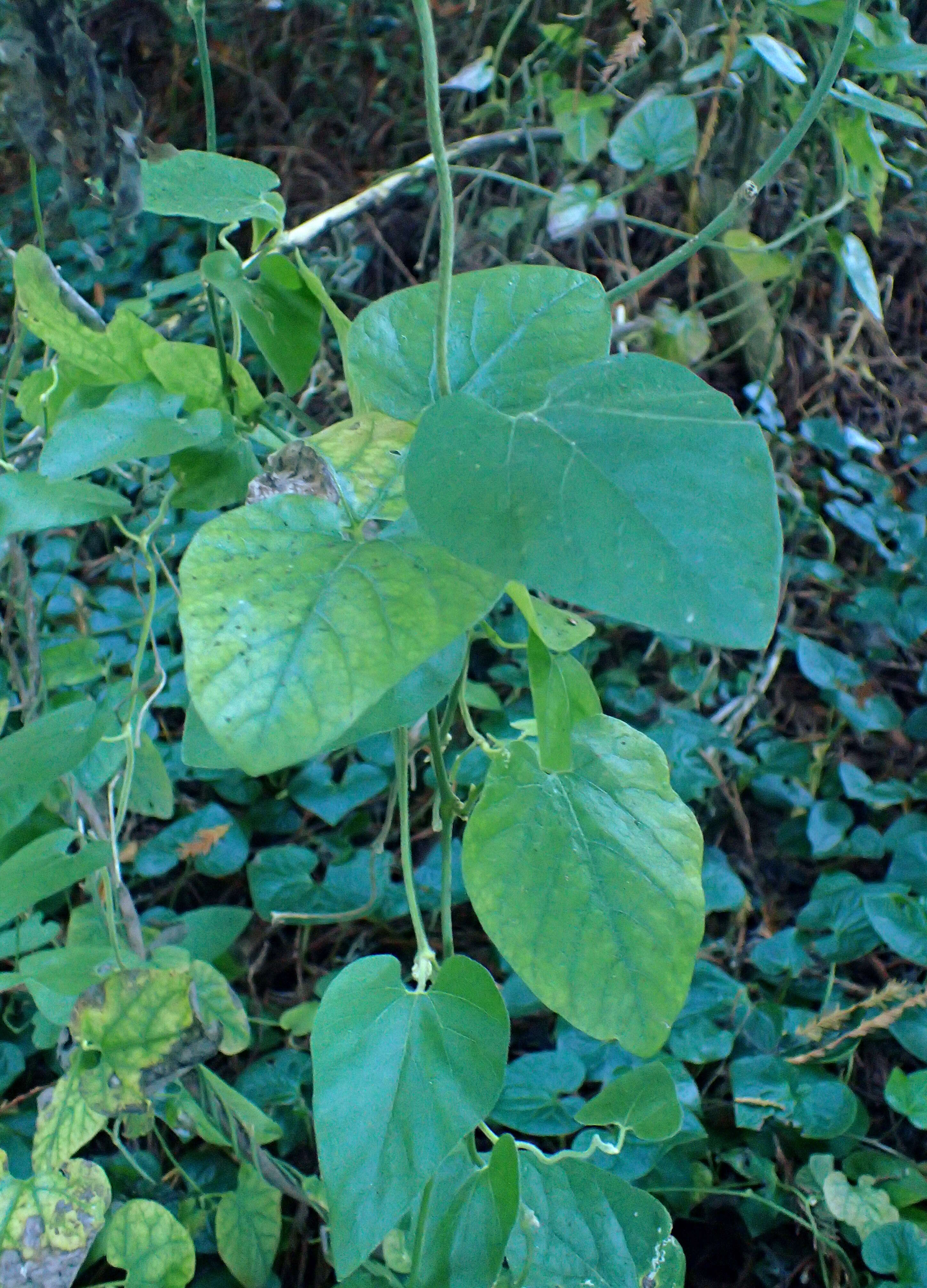 Image of California dutchman's pipe