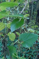 Image of California dutchman's pipe