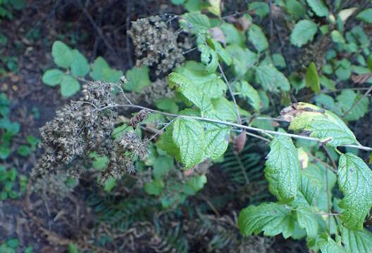 Image de Holodiscus discolor (Pursh) Maxim.