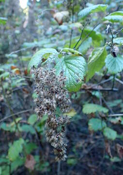 Image de Holodiscus discolor (Pursh) Maxim.