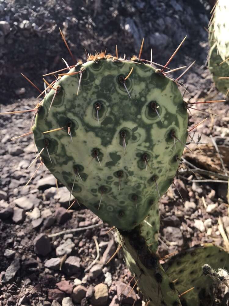 Image of Opuntia chlorotic ringspot virus