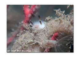 Image of Black and White Dorid