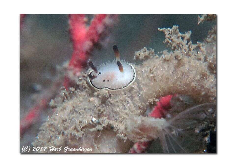 Image of Black and White Dorid