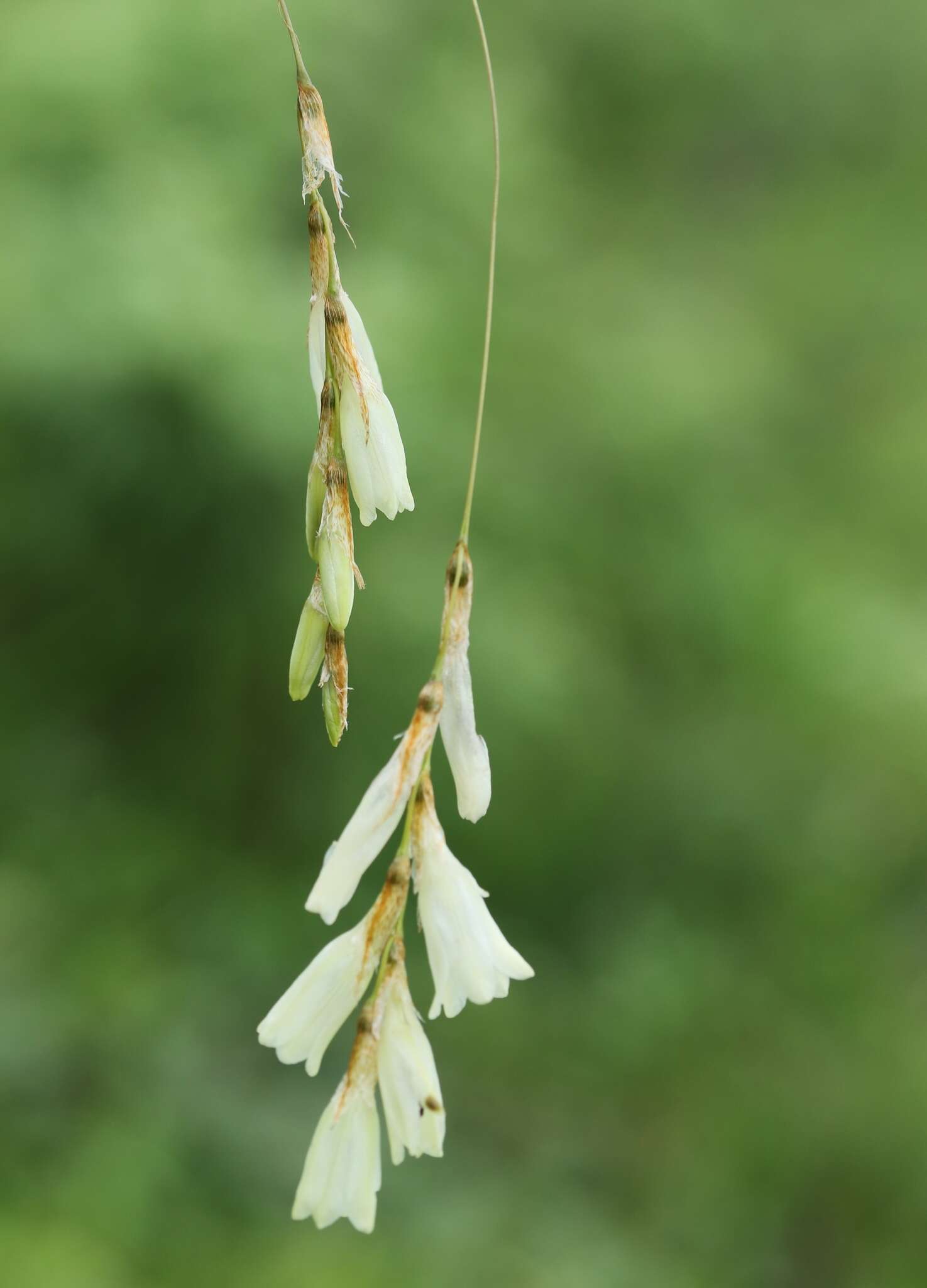 Imagem de Dierama sertum Hilliard