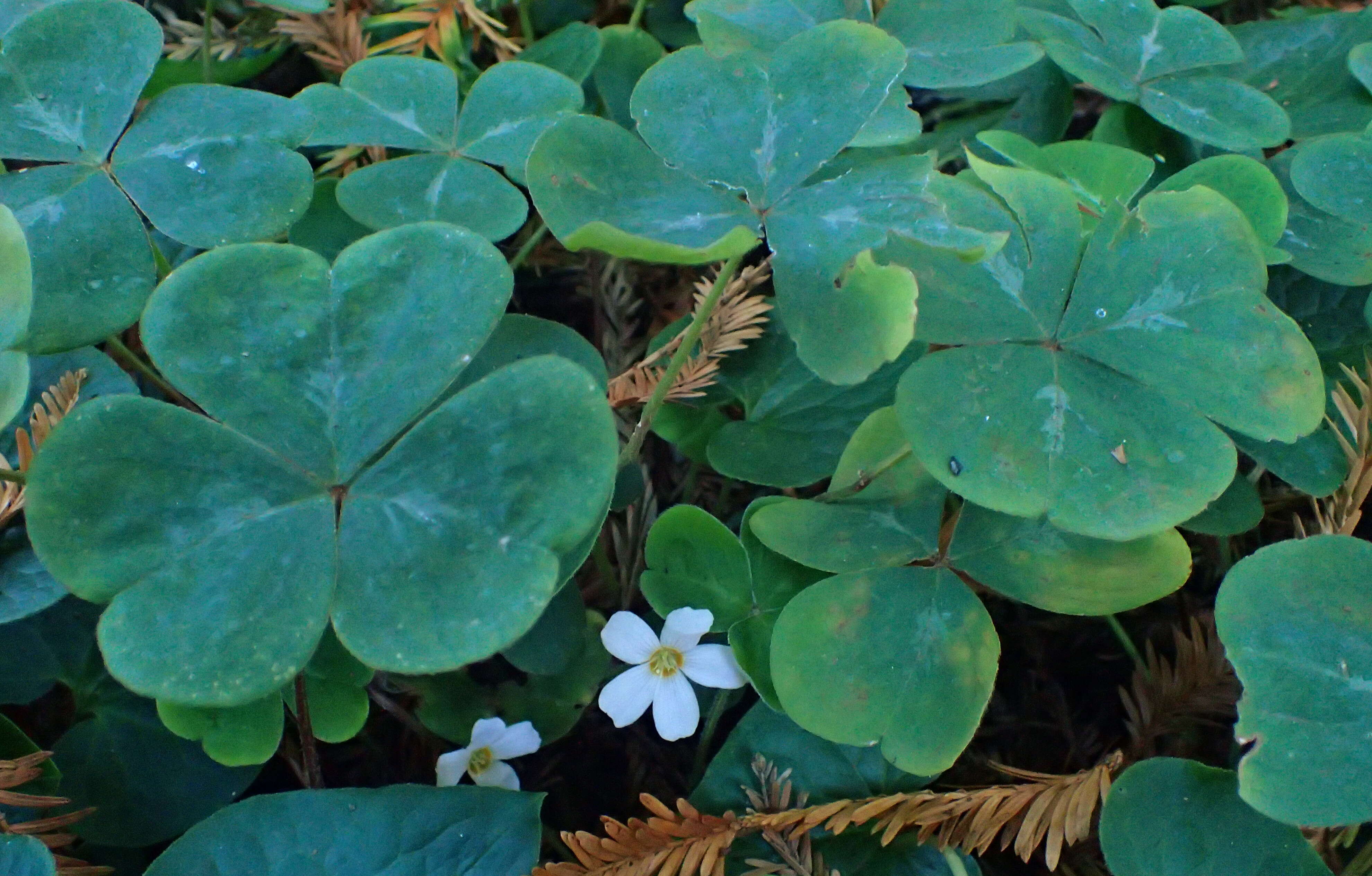 Image of redwood-sorrel