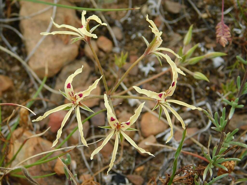 Image of Pelargonium undulatum (Andr.) Harv.