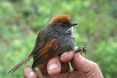 Image of ovenbirds