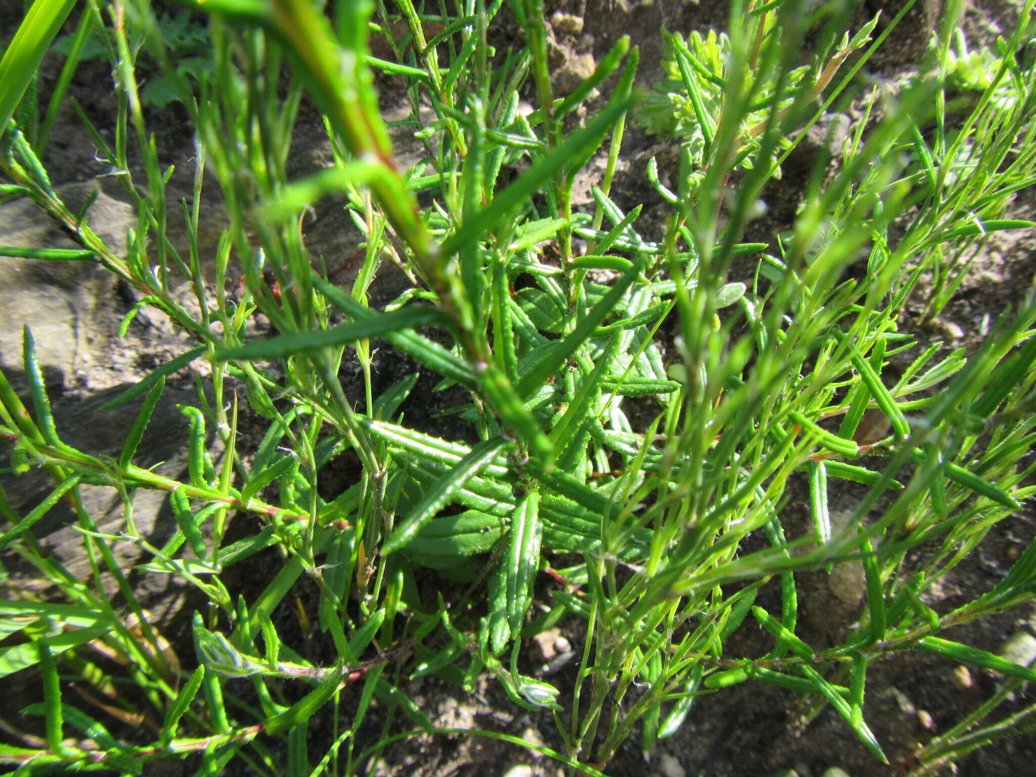 Image of Athrixia heterophylla subsp. heterophylla