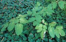 Image of California spikenard