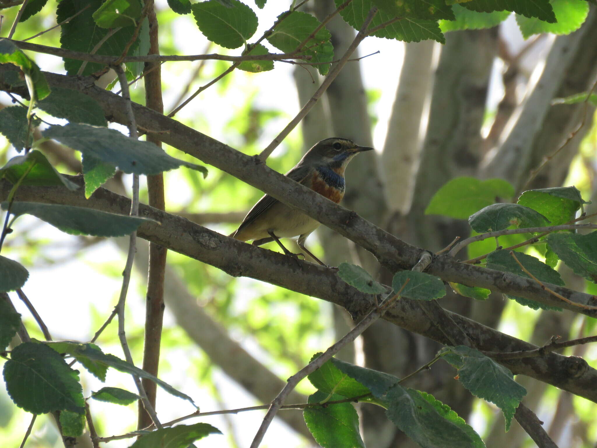 Image of Luscinia svecica svecica (Linnaeus 1758)