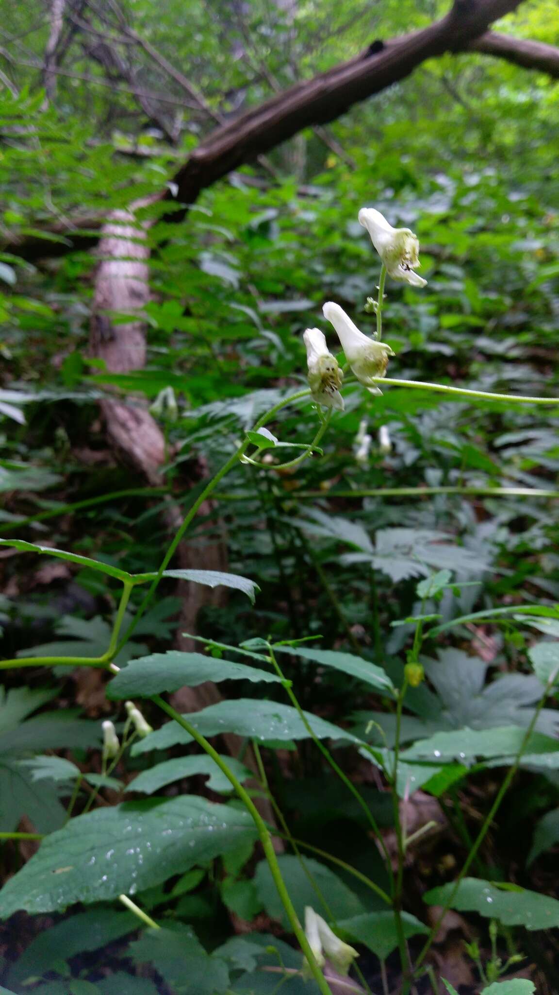 Imagem de Aconitum reclinatum A. Gray