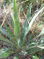 Image of Yucca filamentosa var. filamentosa