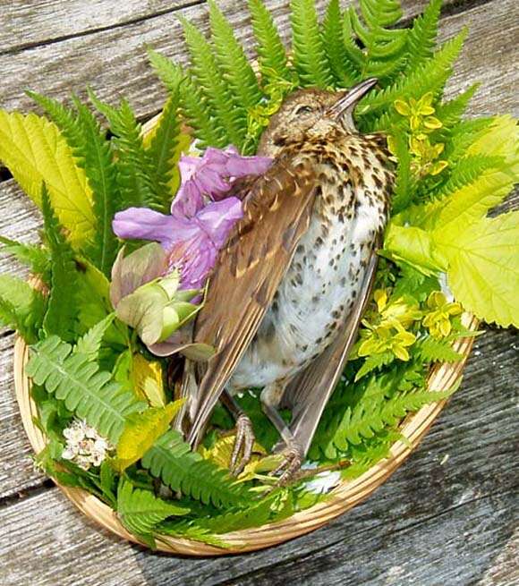 Image of Song Thrush