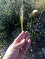 صورة Stipellula capensis (Thunb.) Röser & Hamasha