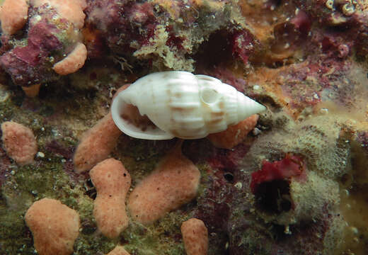 صورة Otopleura mitralis (A. Adams 1854)