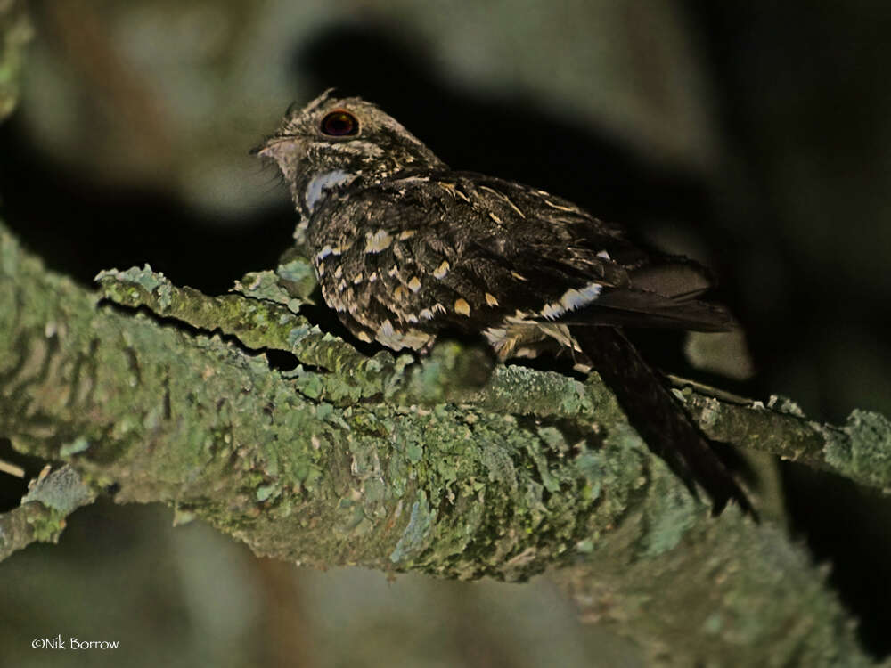 Image of Slender-tailed Nightjar