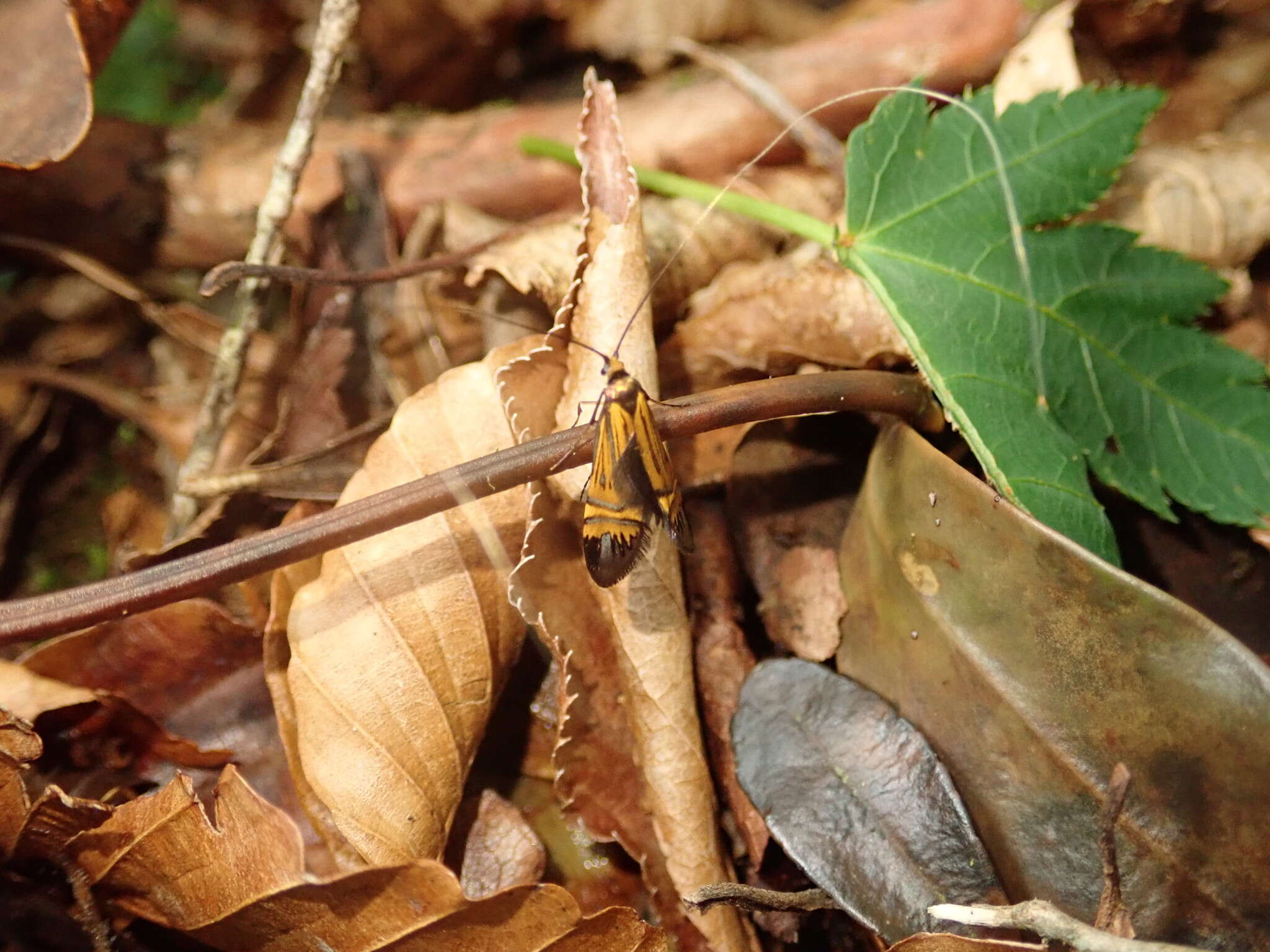 Imagem de Nemophora staudingerella Christoph 1881