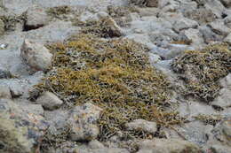 Image of Red algae