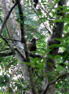 Image of Rufous-capped Motmot