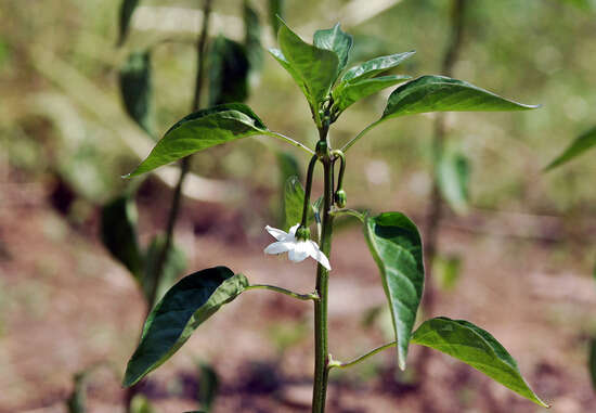 Image of cayenne pepper