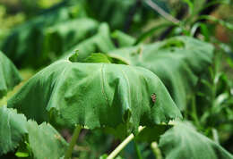 Imagem de Petasites japonicus (Sieb. & Zucc.) Maxim.