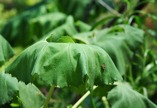 Imagem de Petasites japonicus (Sieb. & Zucc.) Maxim.