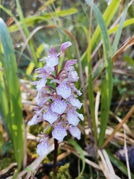 Image of Corallorhiza macrantha Schltr.