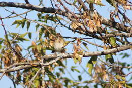 Image of Melospiza Baird & SF 1858