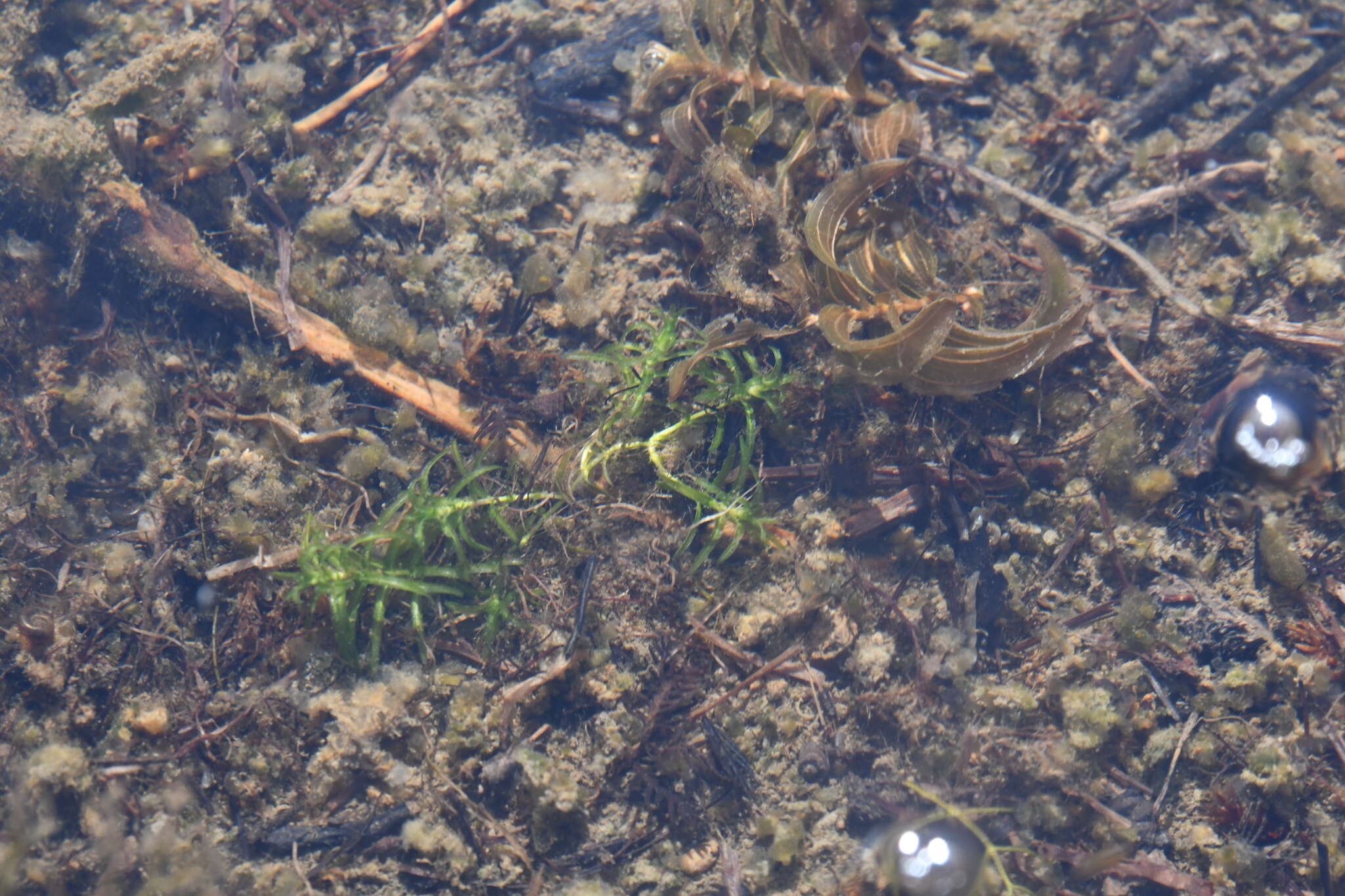 Image of Autumnal Water-starwort