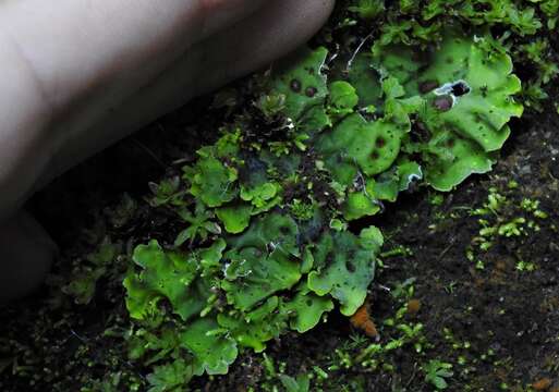 Image of chocolate chip lichen