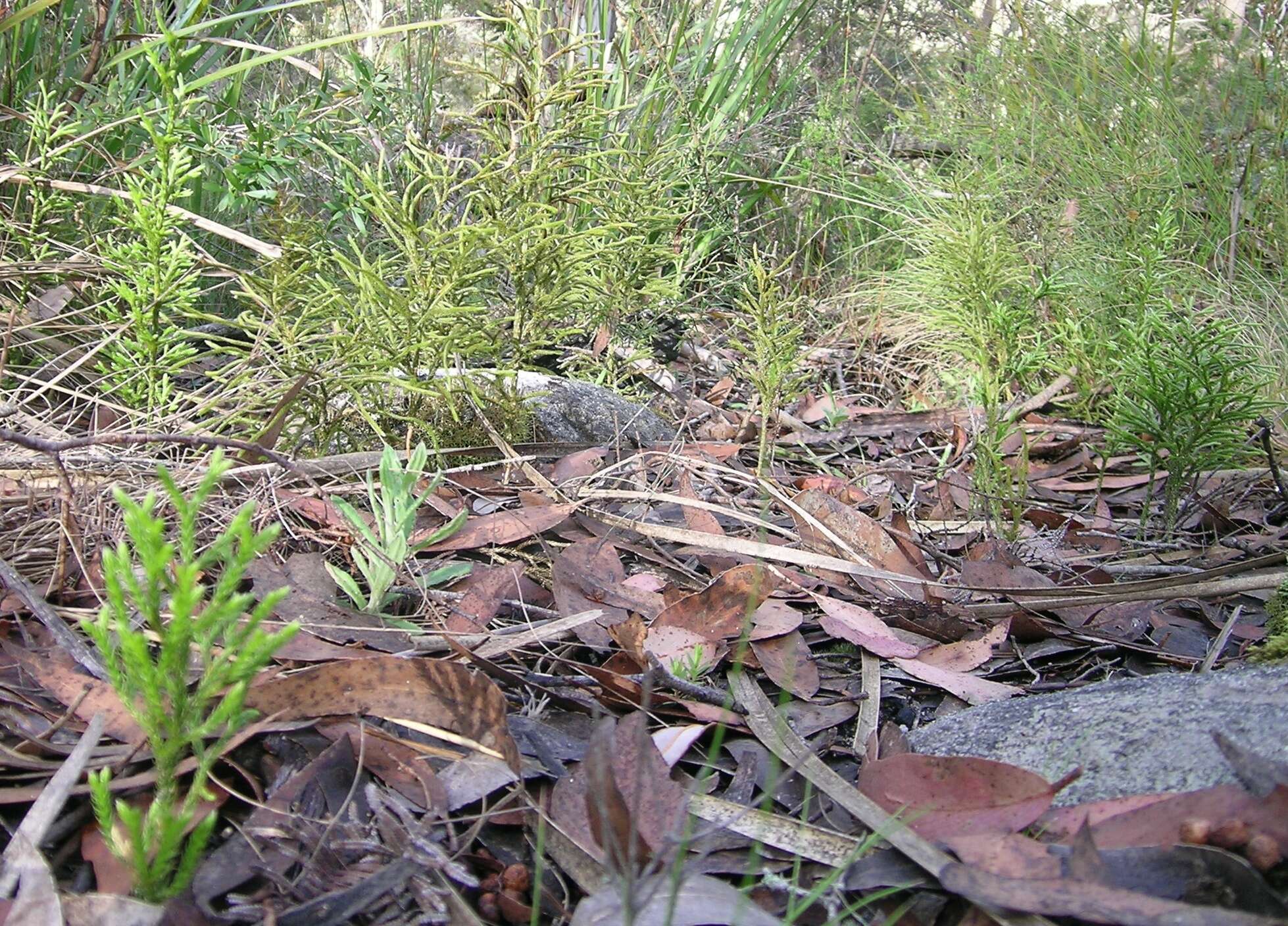 Image of clubmoss