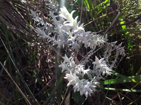 Слика од Lucilia acutifolia (Poir.) Cass.