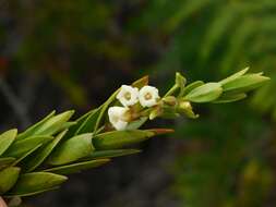 Imagem de Diospyros glabra (L.) De Winter