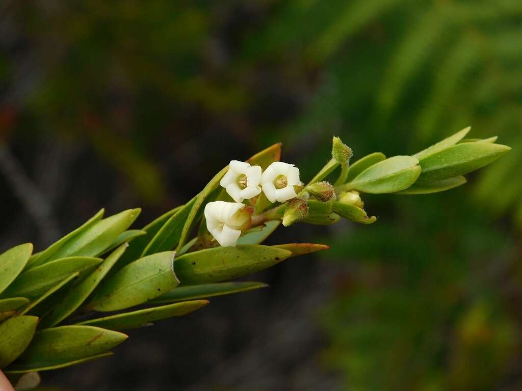 Imagem de Diospyros glabra (L.) De Winter