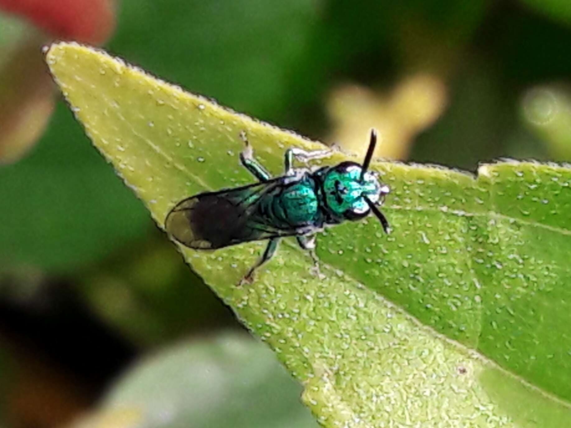 Image de Ceratina chloris (Fabricius 1804)