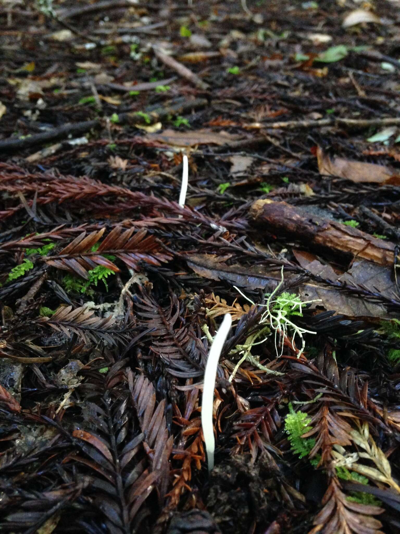 Clavaria falcata Pers. 1794 resmi