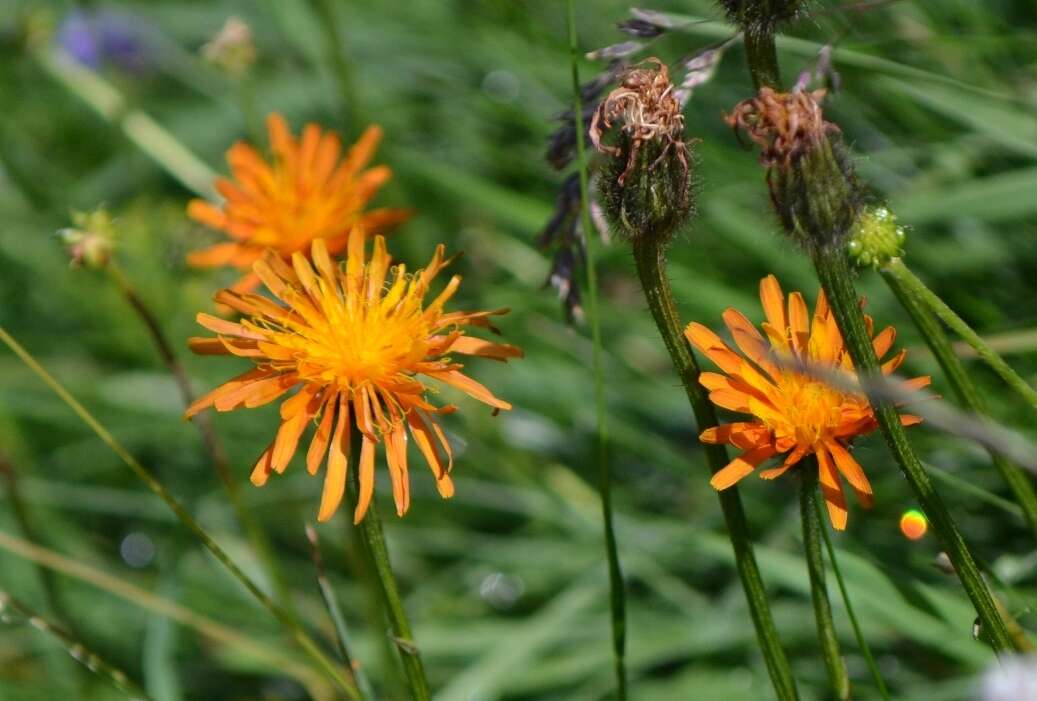 صورة Crepis aurea (L.) Cass.