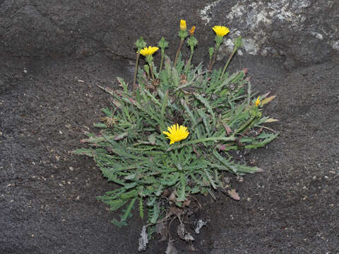 Image of Reichardia ligulata (Vent.) Kunkel & Sunding