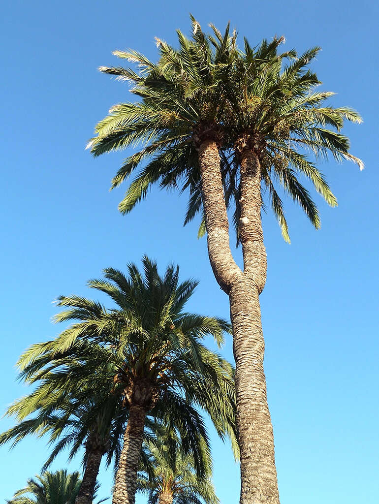 Image of date palm