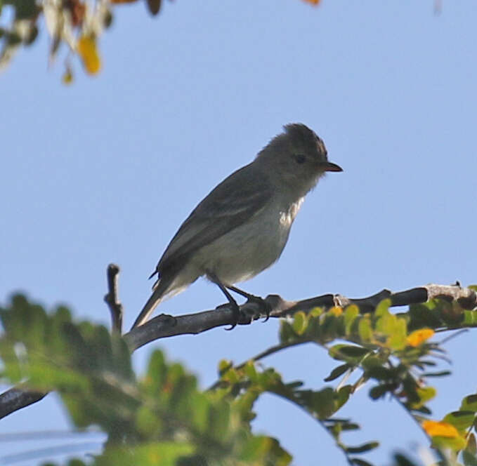 Image of Northern Beardless Tyrannulet