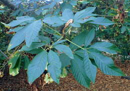 Imagem de Aesculus californica (Spach) Nutt.