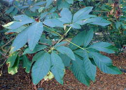 Imagem de Aesculus californica (Spach) Nutt.