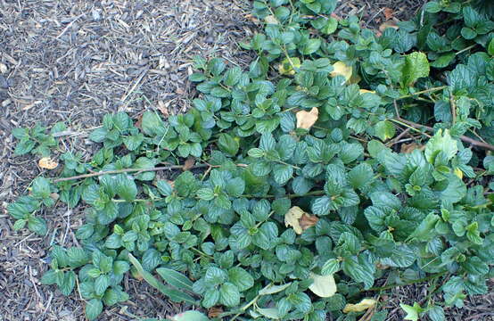 Image of Carmel ceanothus