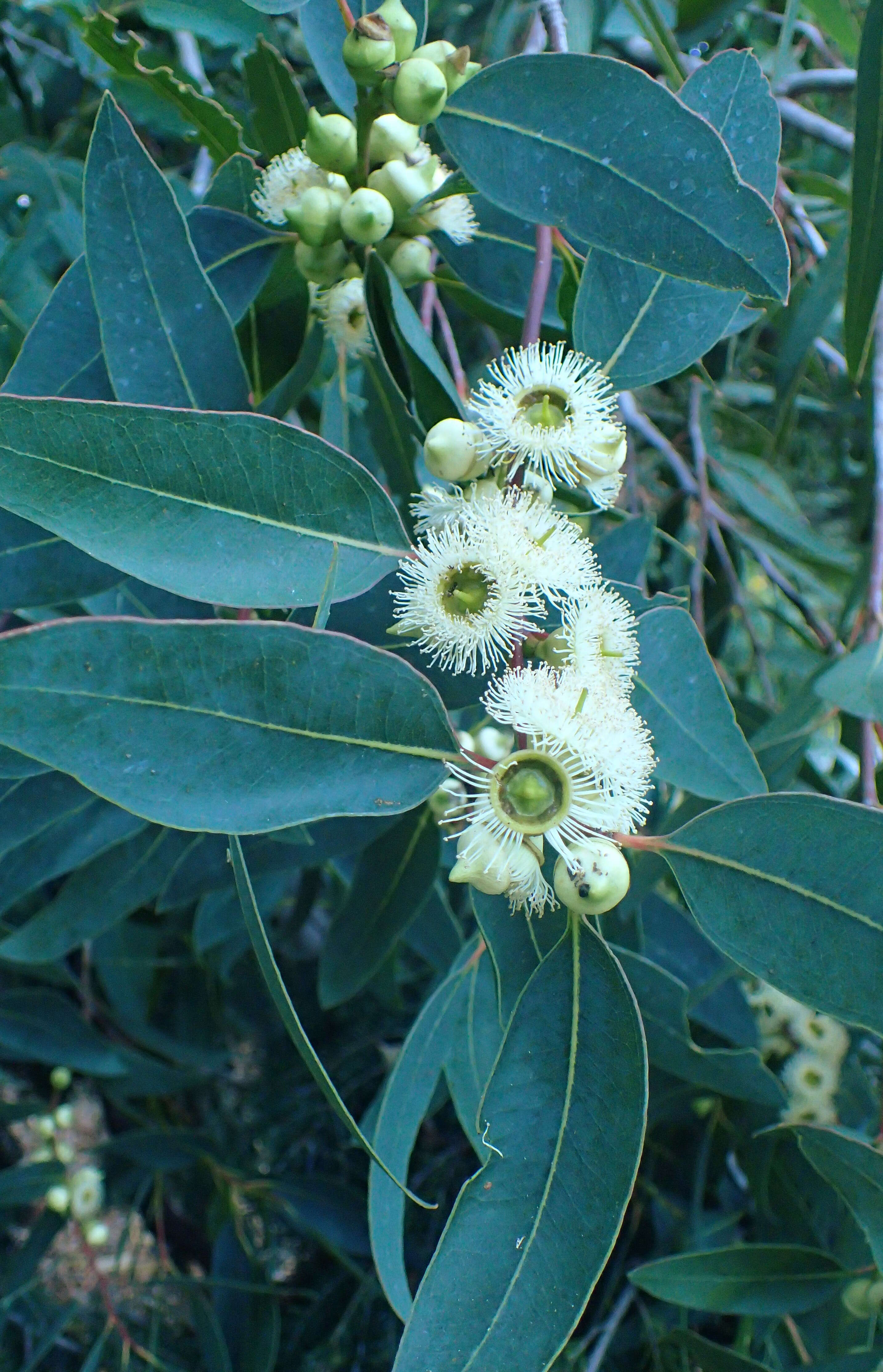 Image of Eucalyptus laeliae Podger & Chippendale