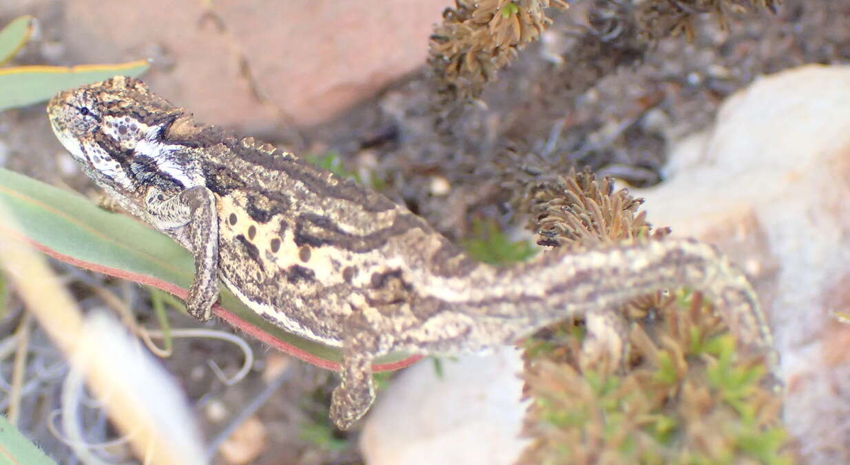 Image of Swartberg Dwarf Chameleon