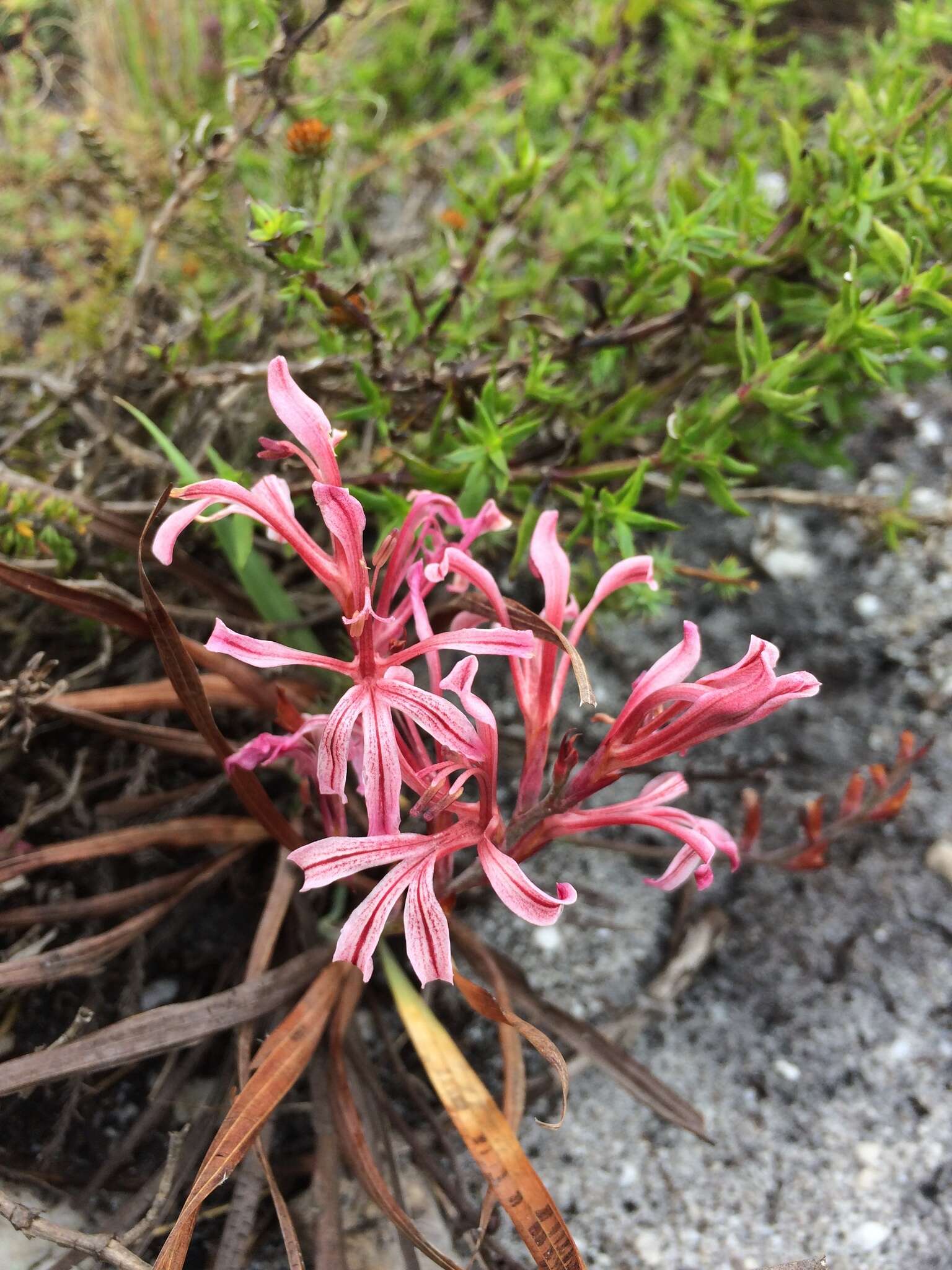 Image de Tritoniopsis revoluta (Burm. fil.) Goldblatt