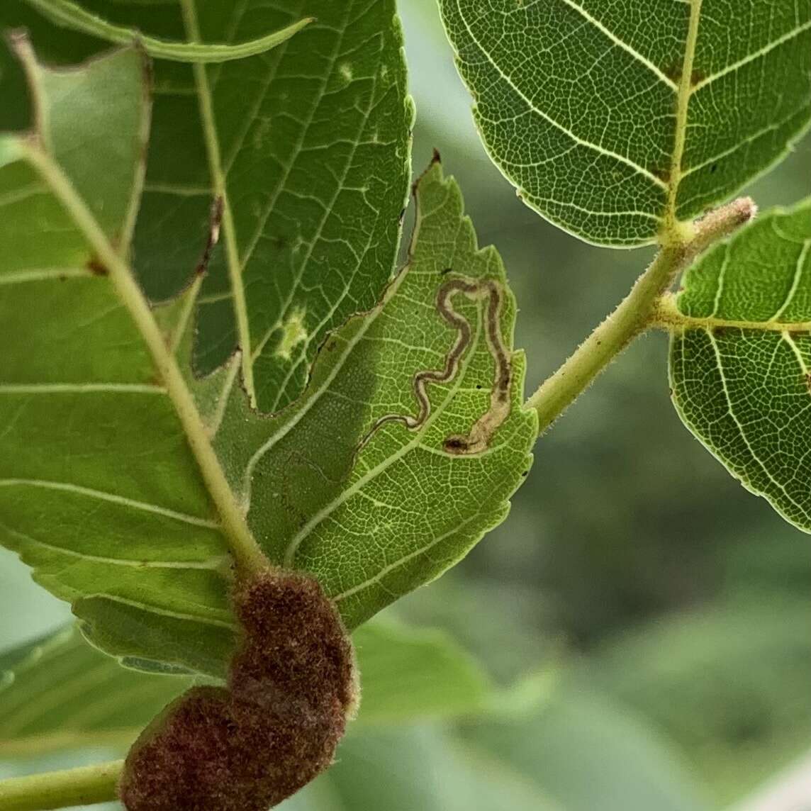 Imagem de Stigmella juglandifoliella (Clemens 1861) Wilkinson et al. 1979