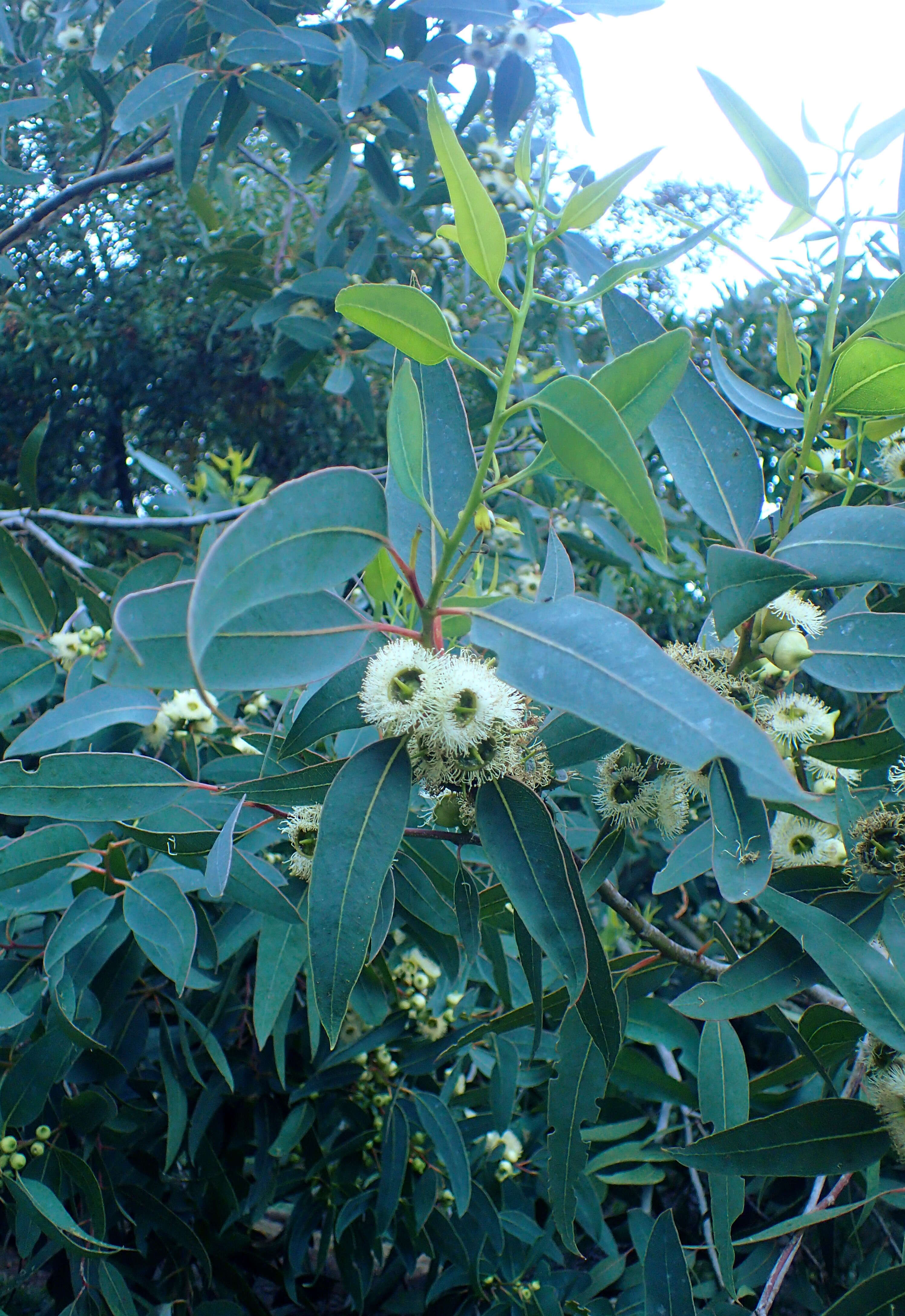 Image of Eucalyptus laeliae Podger & Chippendale